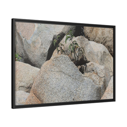 Desert Plant Thriving Among Rocks - Unique Stretched Canvas Wall Art