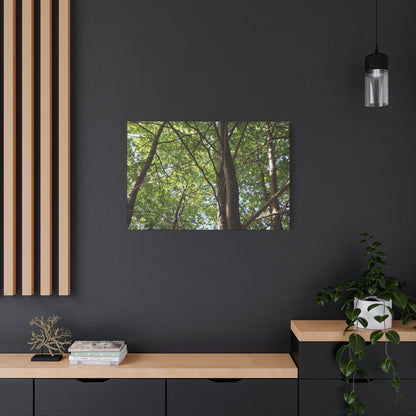 Canopy of Light - Unique Frameless Canvas Wall Art