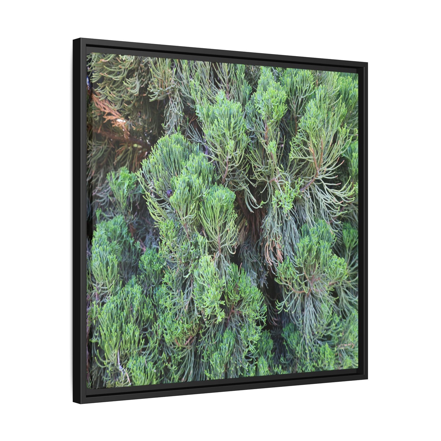 Verdant Whispers - Unique Stretched Canvas Wall Art - Art By Earth