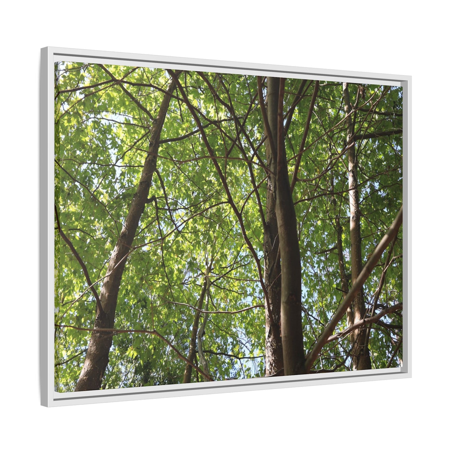 Forest Branches - Unique Stretched Canvas Wall Art