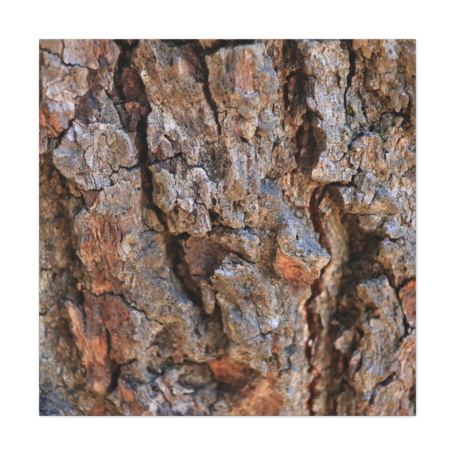 Nature's Skin - Unique Frameless Canvas Wall Art - Art By Earth