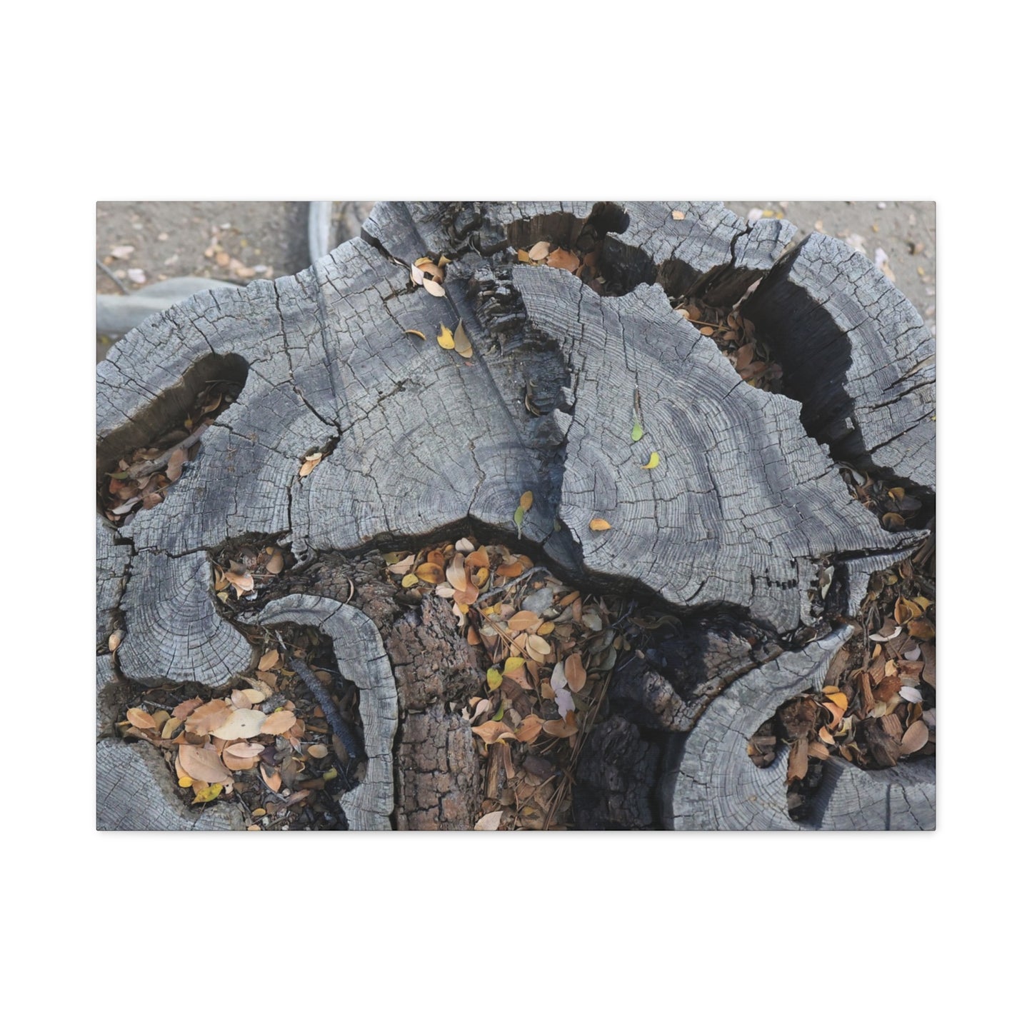 Weathered Woodland Whispers - Unique Frameless Canvas Wall Art - Art By Earth