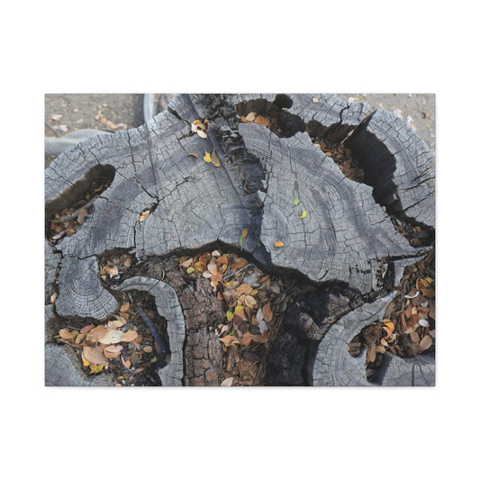 Weathered Woodland Whispers - Unique Frameless Canvas Wall Art - Art By Earth