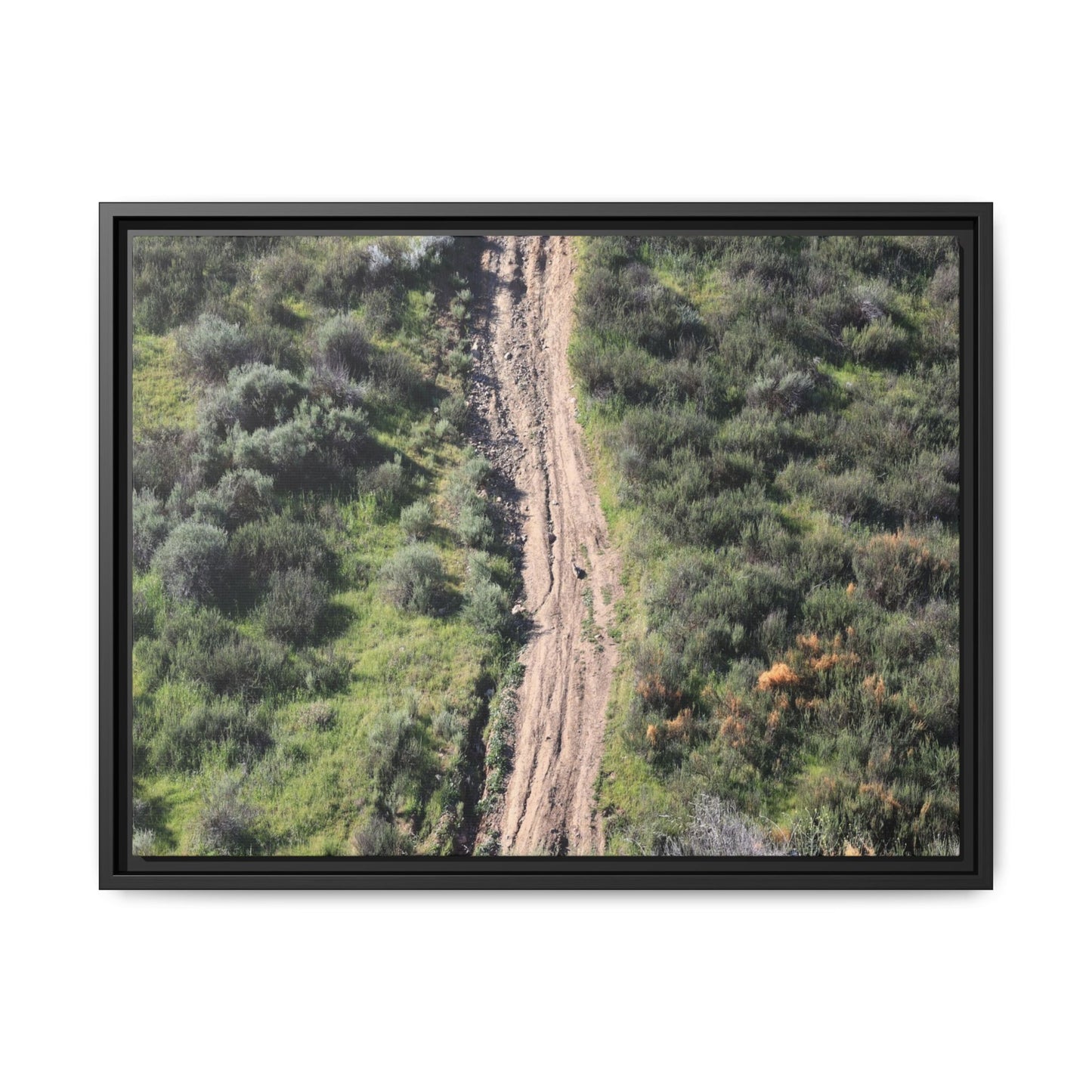 Desert Path Through Sage - Unique Stretched Canvas Wall Art - Art By Earth