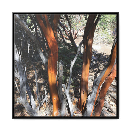 Eucalyptus Grove - Unique Stretched Canvas Wall Art