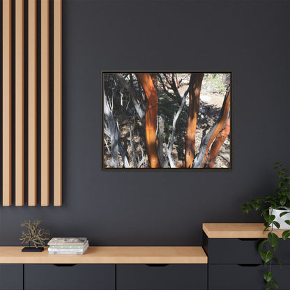 Eucalyptus Grove - Unique Stretched Canvas Wall Art