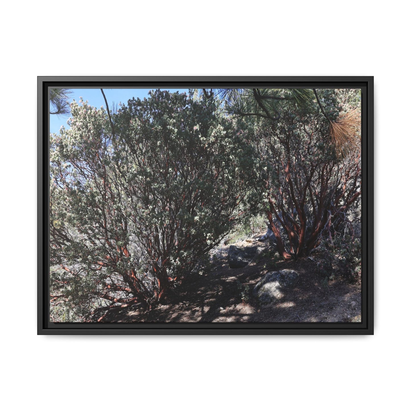 Desert Trail Through Blooming Manzanita - Unique Stretched Canvas Wall Art