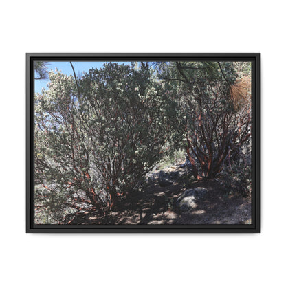 Desert Trail Through Blooming Manzanita - Unique Stretched Canvas Wall Art