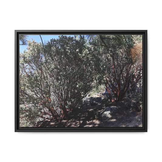 Desert Trail Through Blooming Manzanita - Unique Stretched Canvas Wall Art