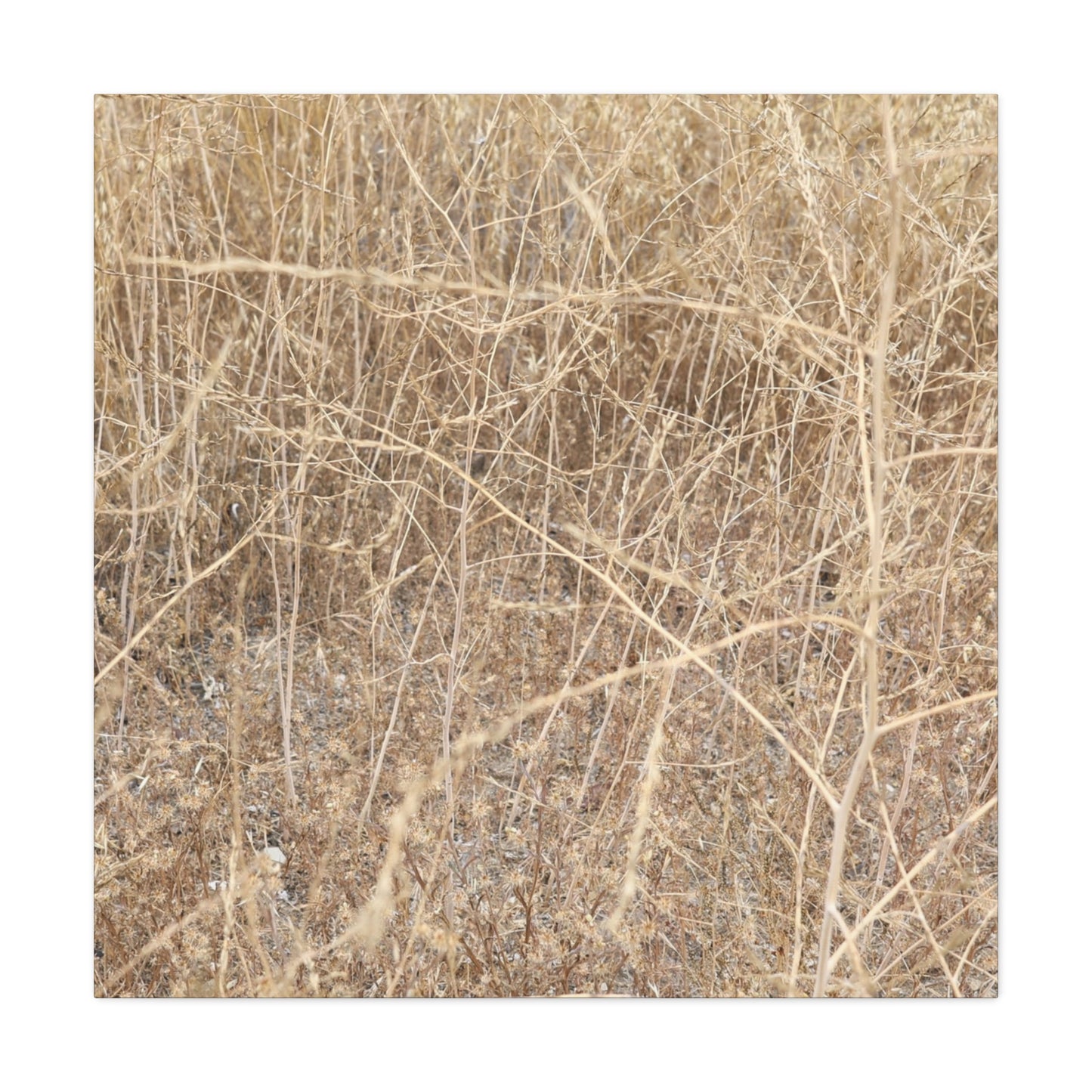 Dry Echoes - Unique Frameless Canvas Wall Art - Art By Earth