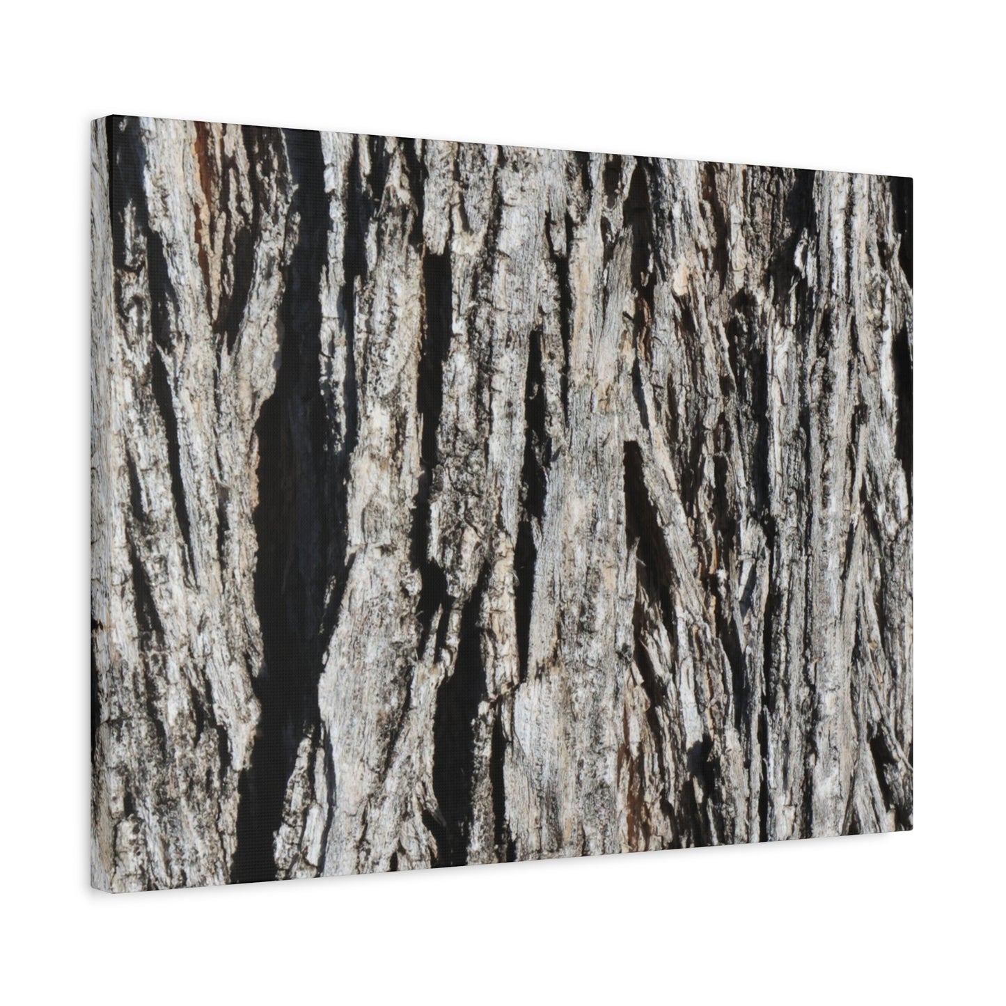 Bark Layers in Monochrome - Unique Frameless Canvas Wall Art - Art By Earth