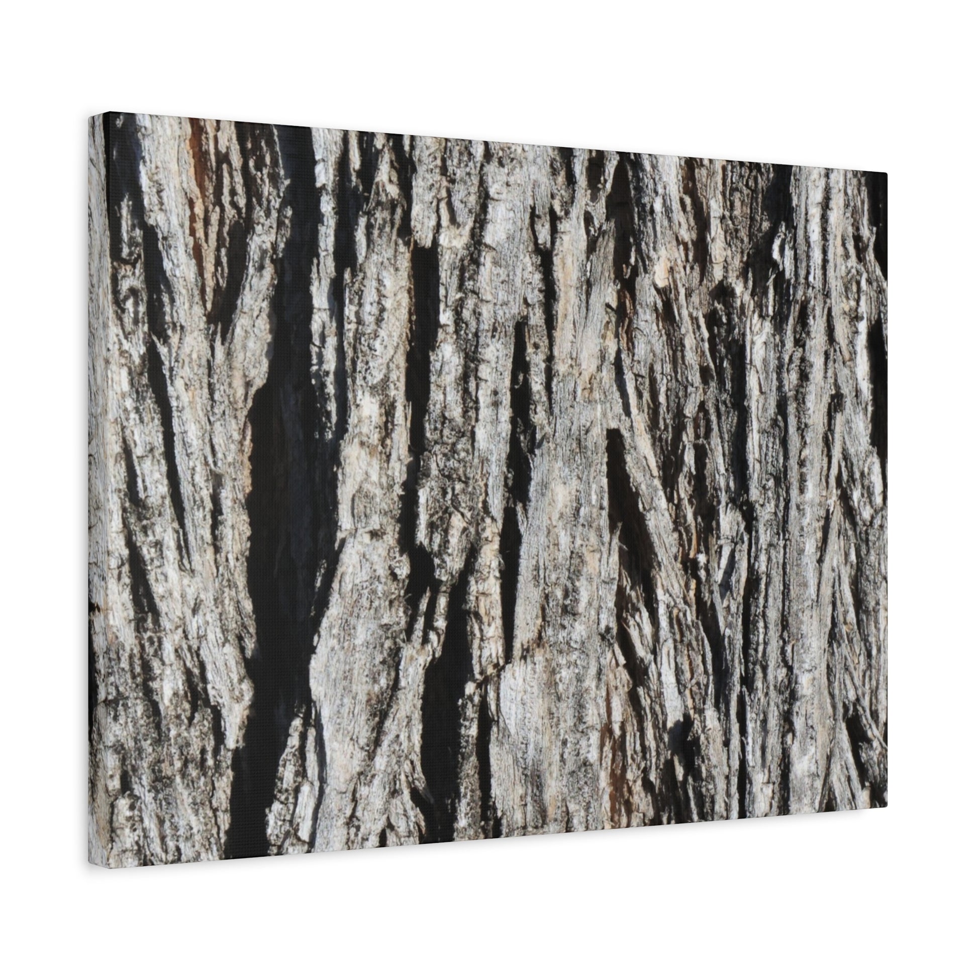 Bark Layers in Monochrome - Unique Frameless Canvas Wall Art - Art By Earth