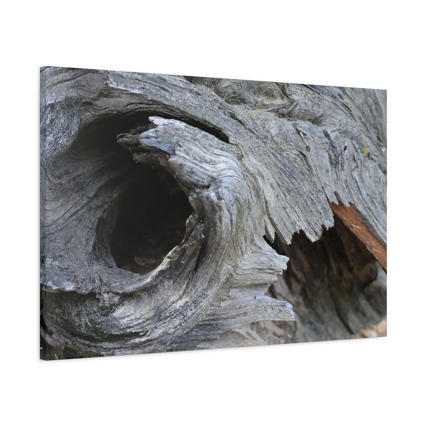 Twisted Whispers of the Forest Floor - Unique Frameless Canvas Wall Art - Art By Earth