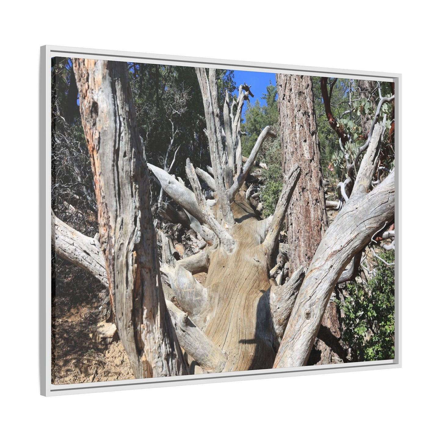Forest Sentinels - Unique Stretched Canvas Wall Art