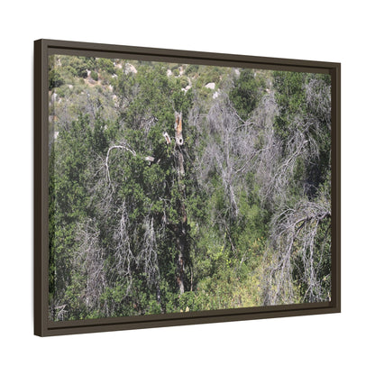 Forest Decline - Unique Stretched Canvas Wall Art