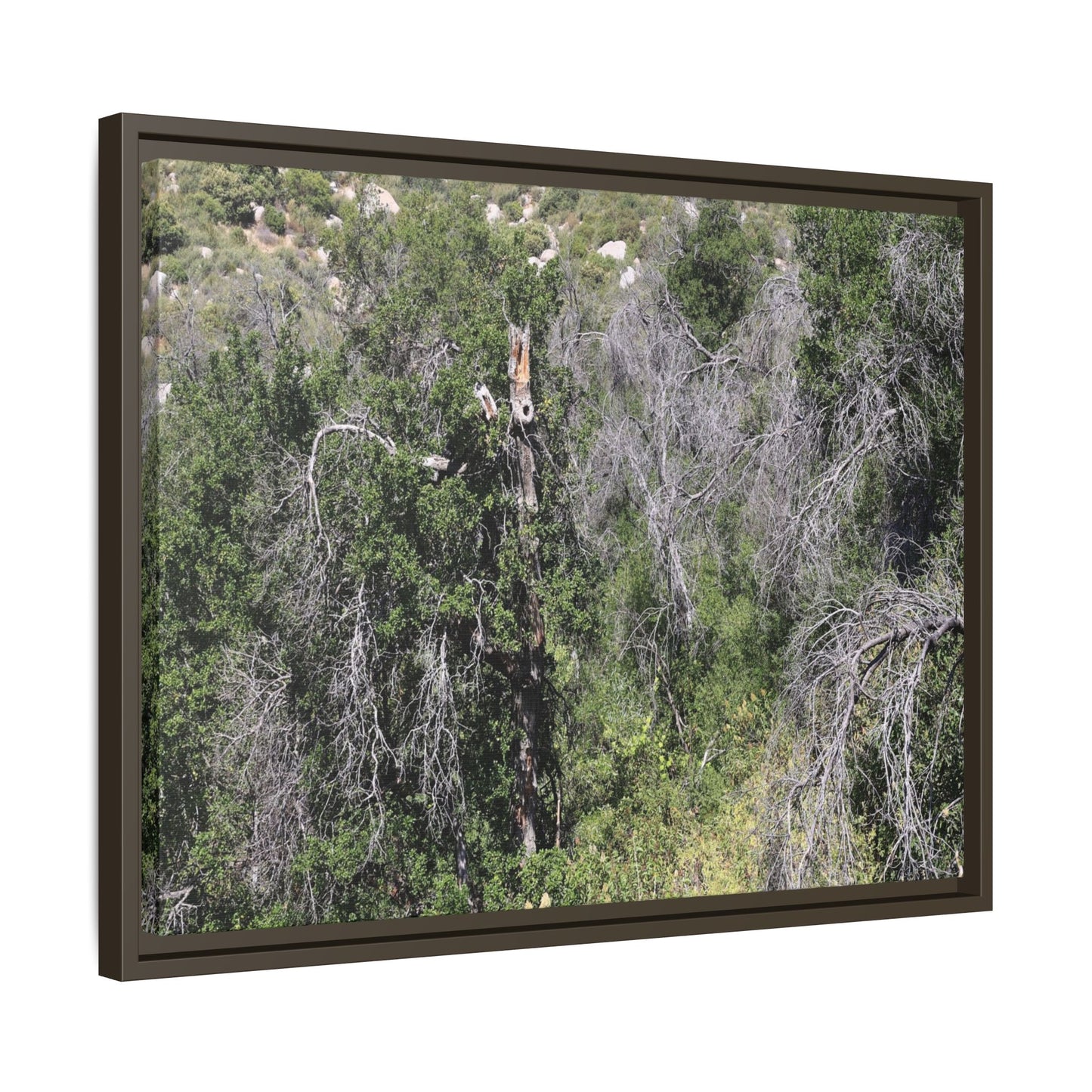 Forest Decline - Unique Stretched Canvas Wall Art