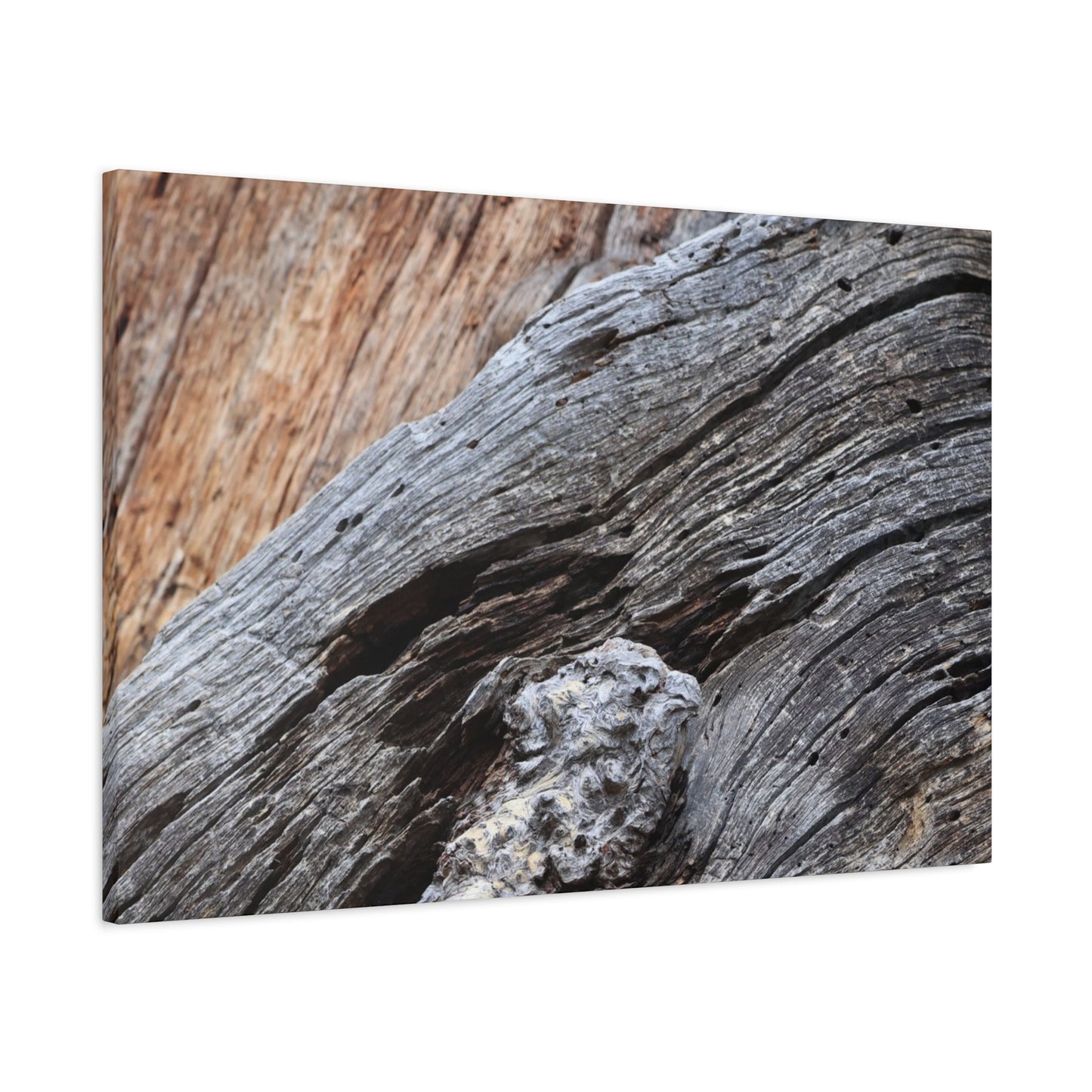 Tree Bark Texture - Unique Frameless Canvas Wall Art - Art By Earth
