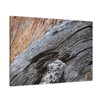 Tree Bark Texture - Unique Frameless Canvas Wall Art - Art By Earth