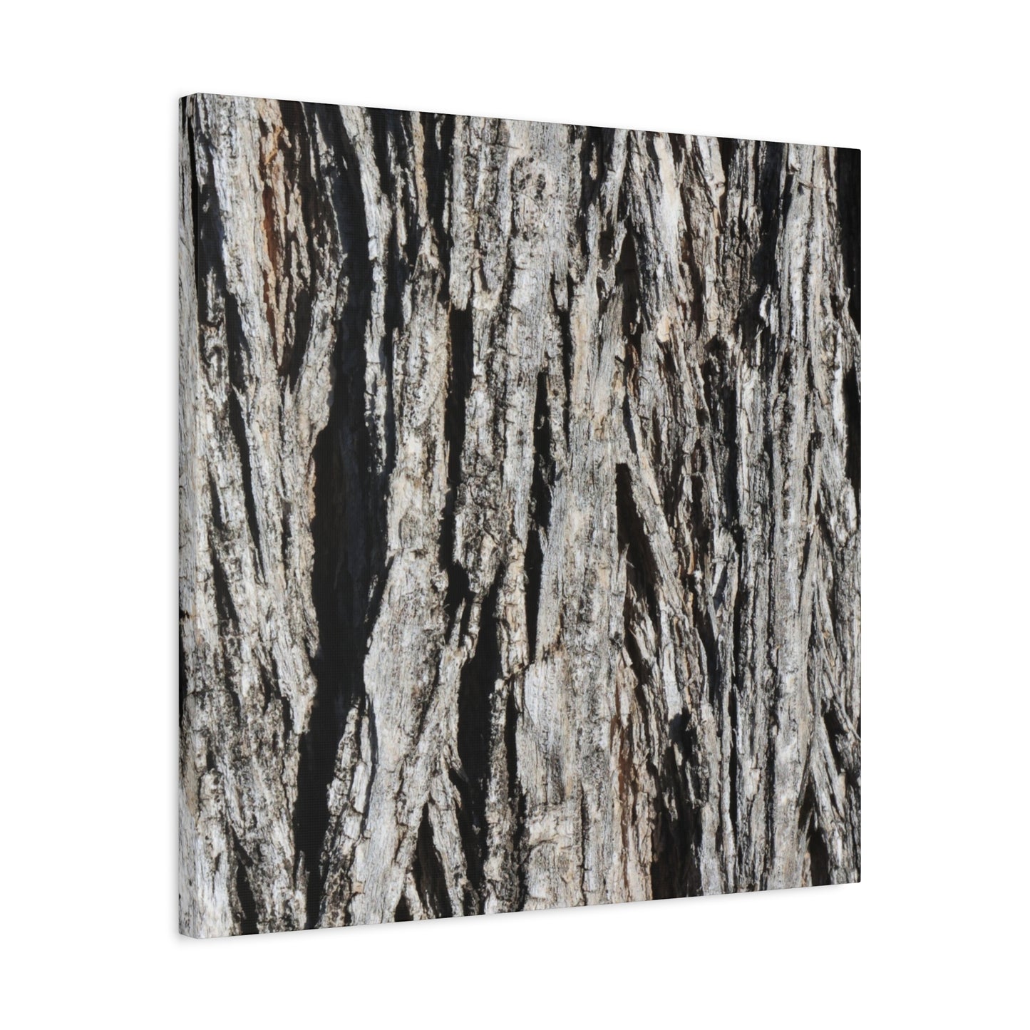 Bark Layers in Monochrome - Unique Frameless Canvas Wall Art - Art By Earth