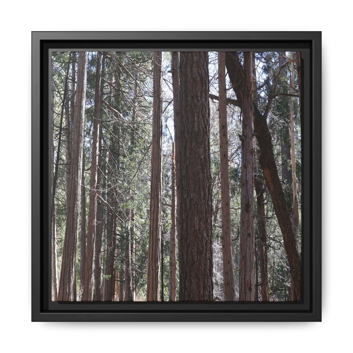 Forest Cathedral - Unique Stretched Canvas Wall Art - Art By Earth