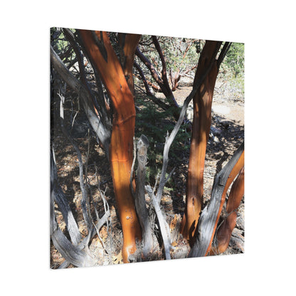 Peeling Bark of Ancient Trees - Unique Frameless Canvas Wall Art