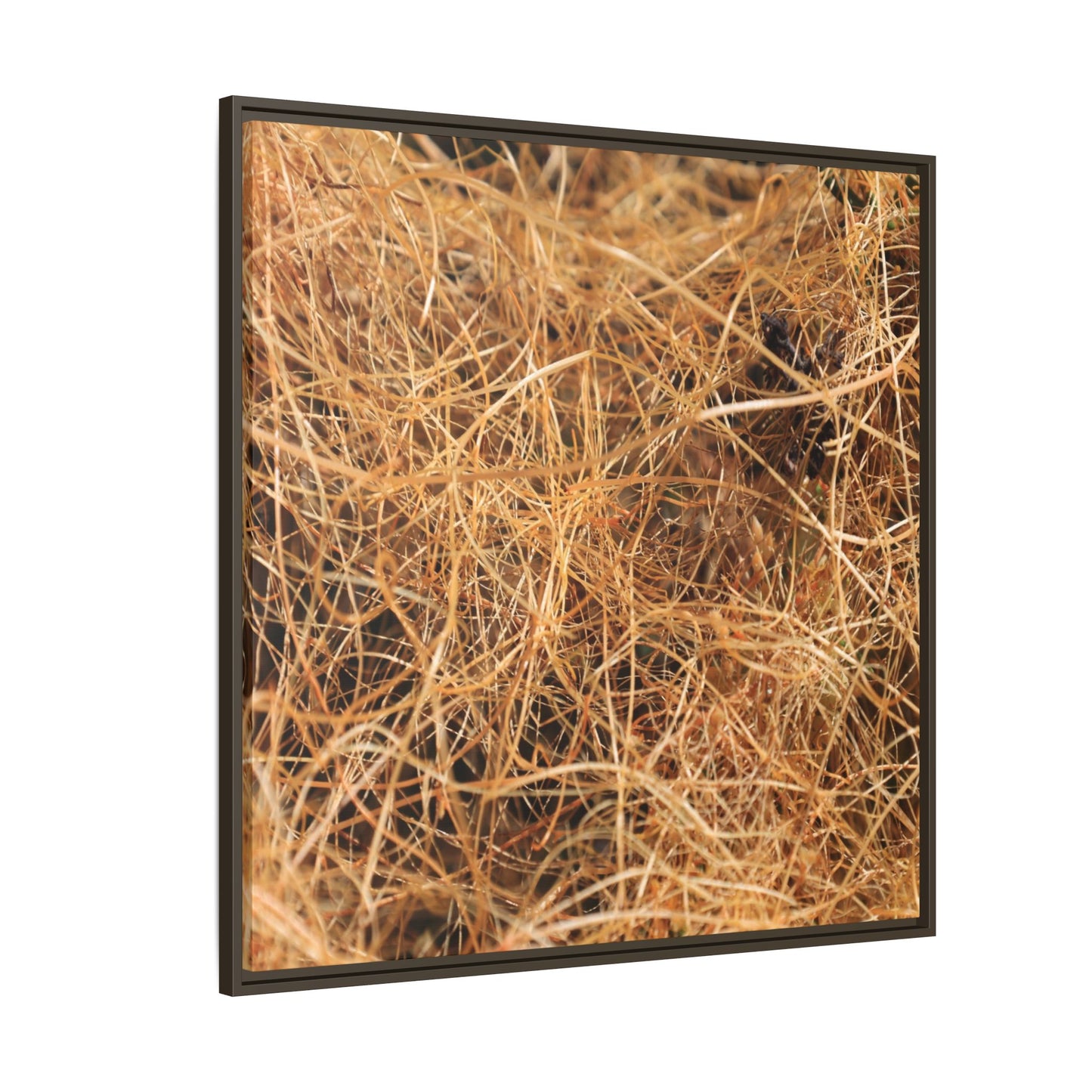 Dried Grass - Unique Stretched Canvas Wall Art - Art By Earth
