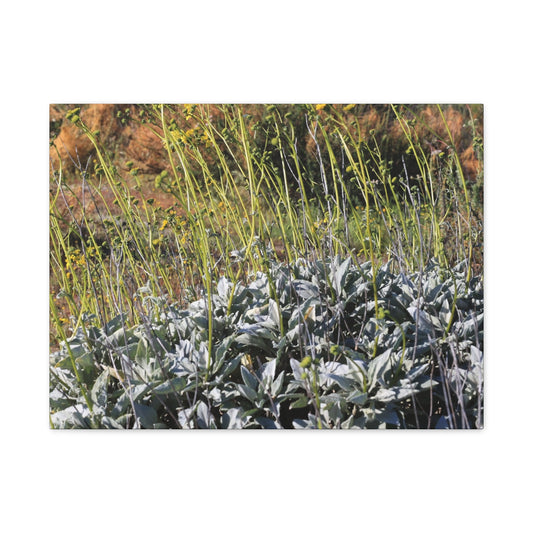 Desert Wildflowers in Bloom - Unique Frameless Canvas Wall Art - Art By Earth