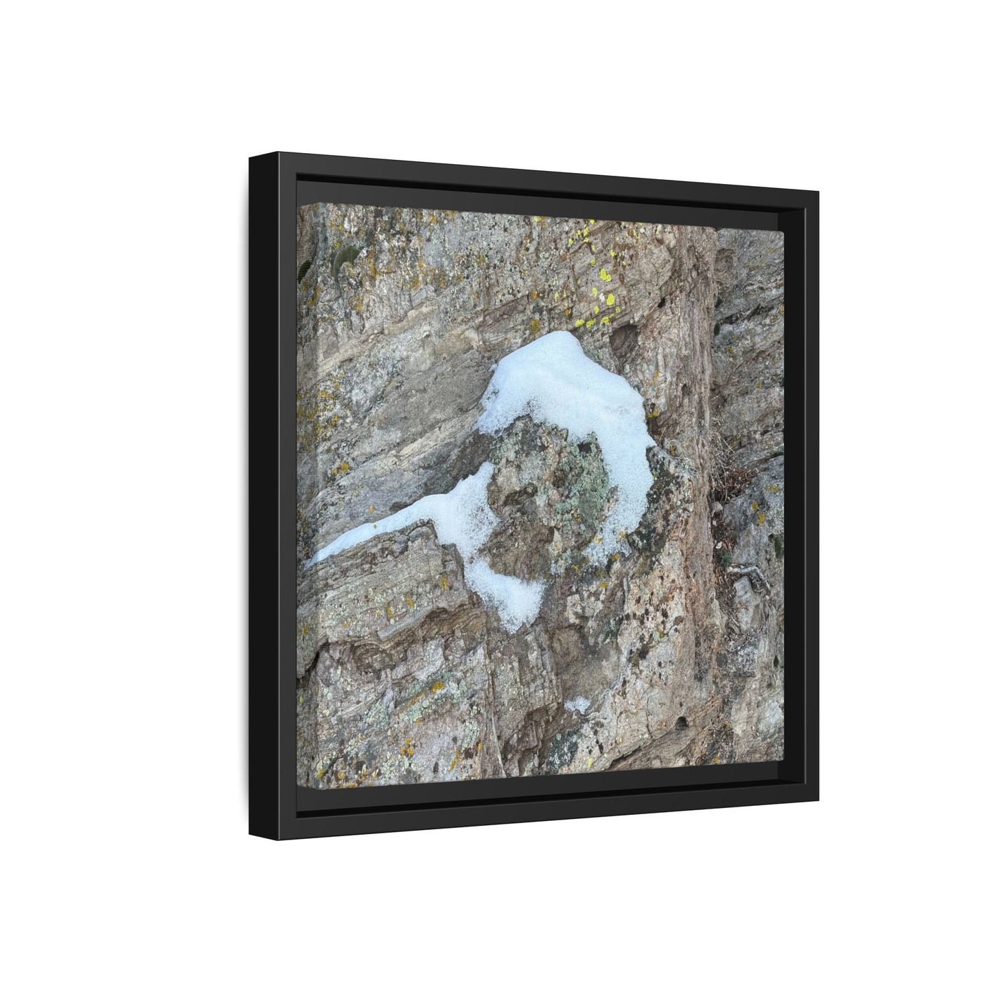 Lichen's Embrace - Unique Stretched Canvas Wall Art