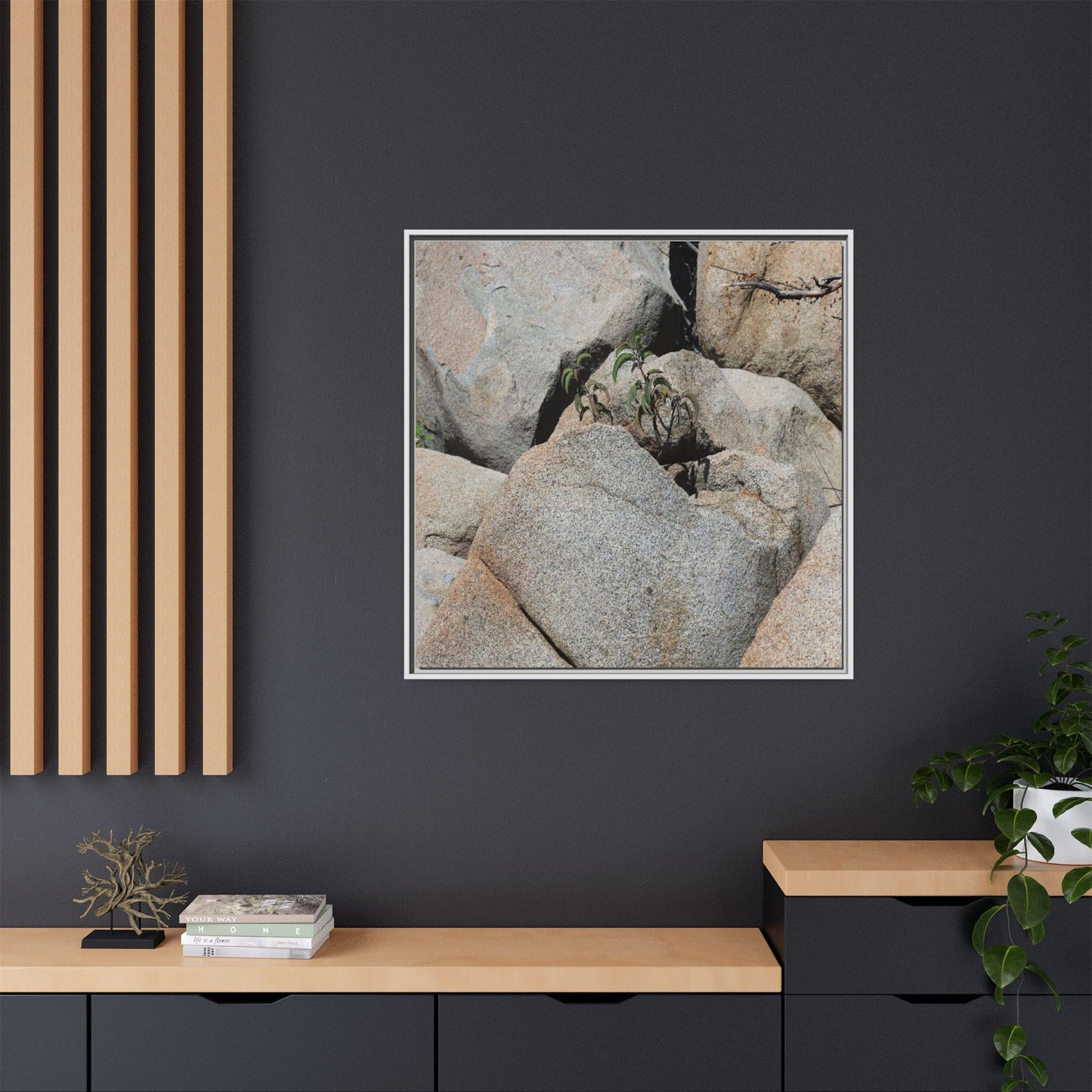 Desert Plant Thriving Among Rocks - Unique Stretched Canvas Wall Art