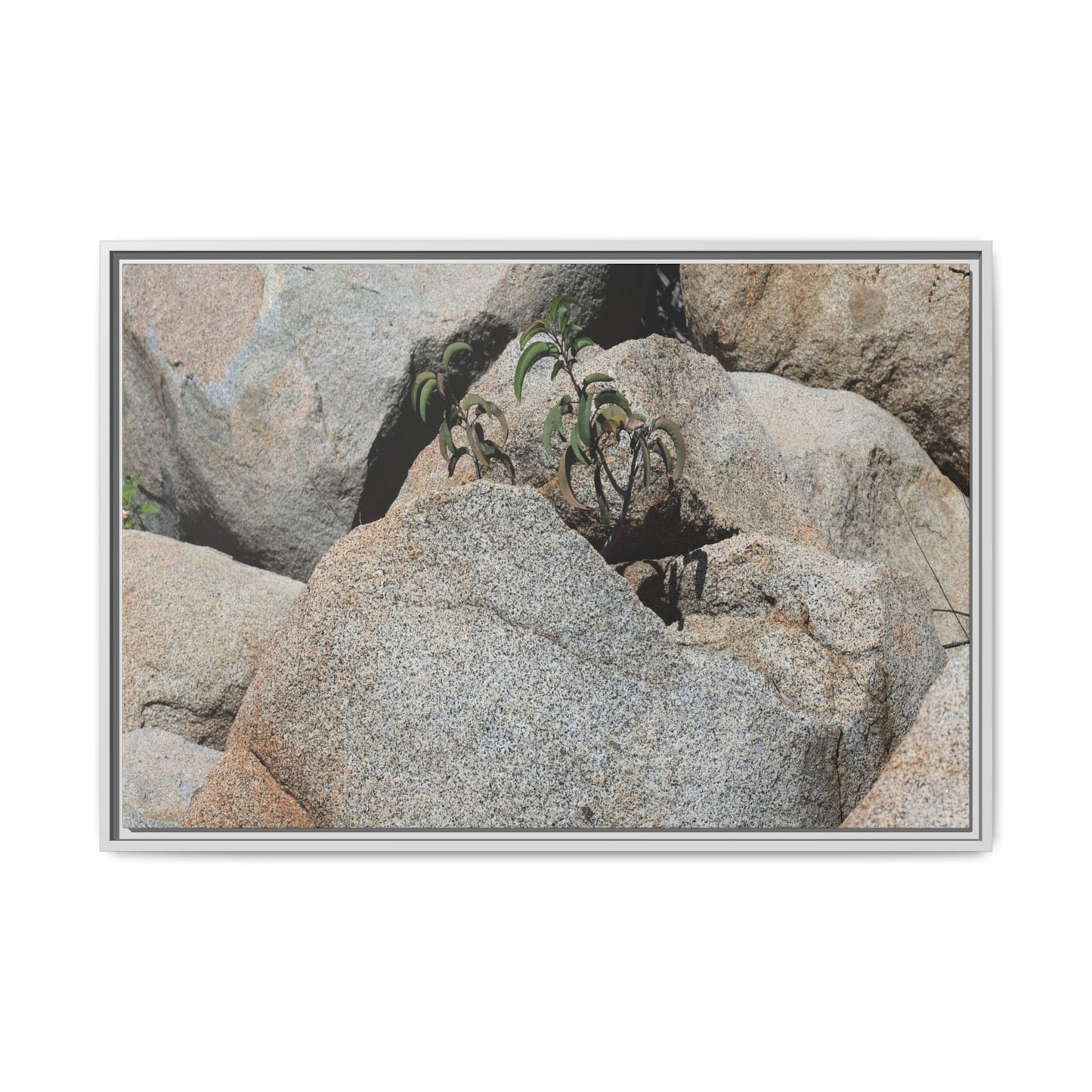 Desert Plant Thriving Among Rocks - Unique Stretched Canvas Wall Art