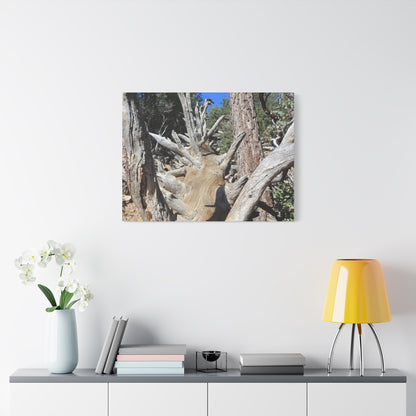 Twisted Roots - Unique Frameless Canvas Wall Art