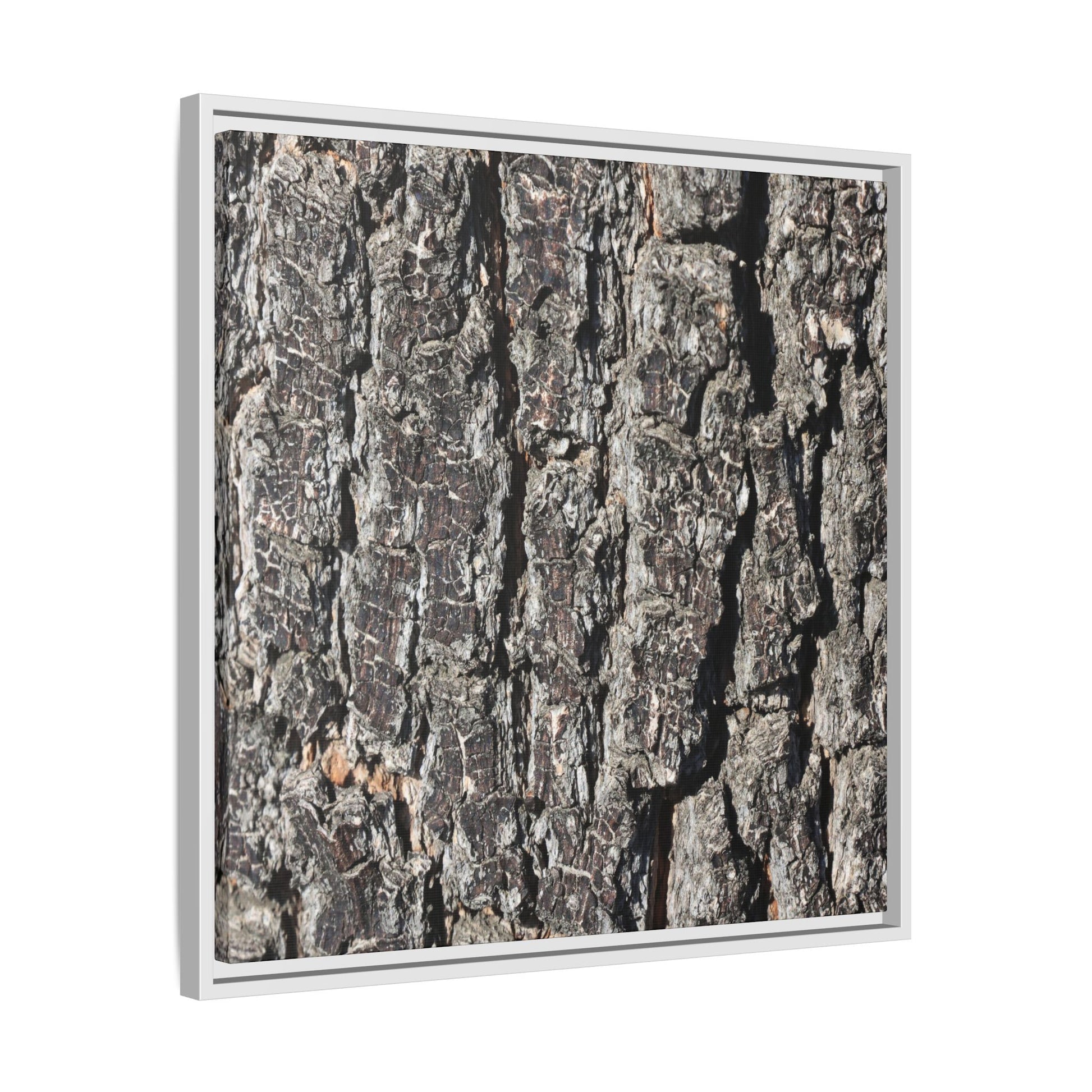 Bark Study in Gray - Unique Stretched Canvas Wall Art - Art By Earth