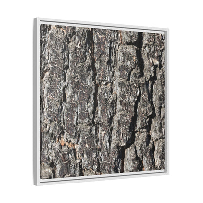Bark Study in Gray - Unique Stretched Canvas Wall Art - Art By Earth
