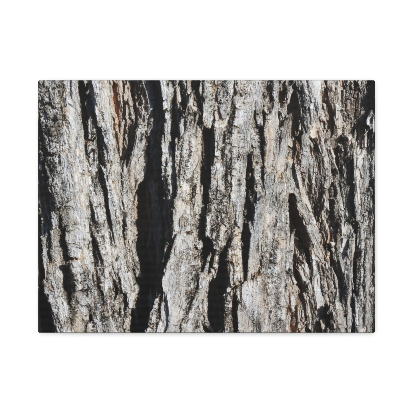 Bark Textures in Monochrome - Unique Frameless Canvas Wall Art - Art By Earth