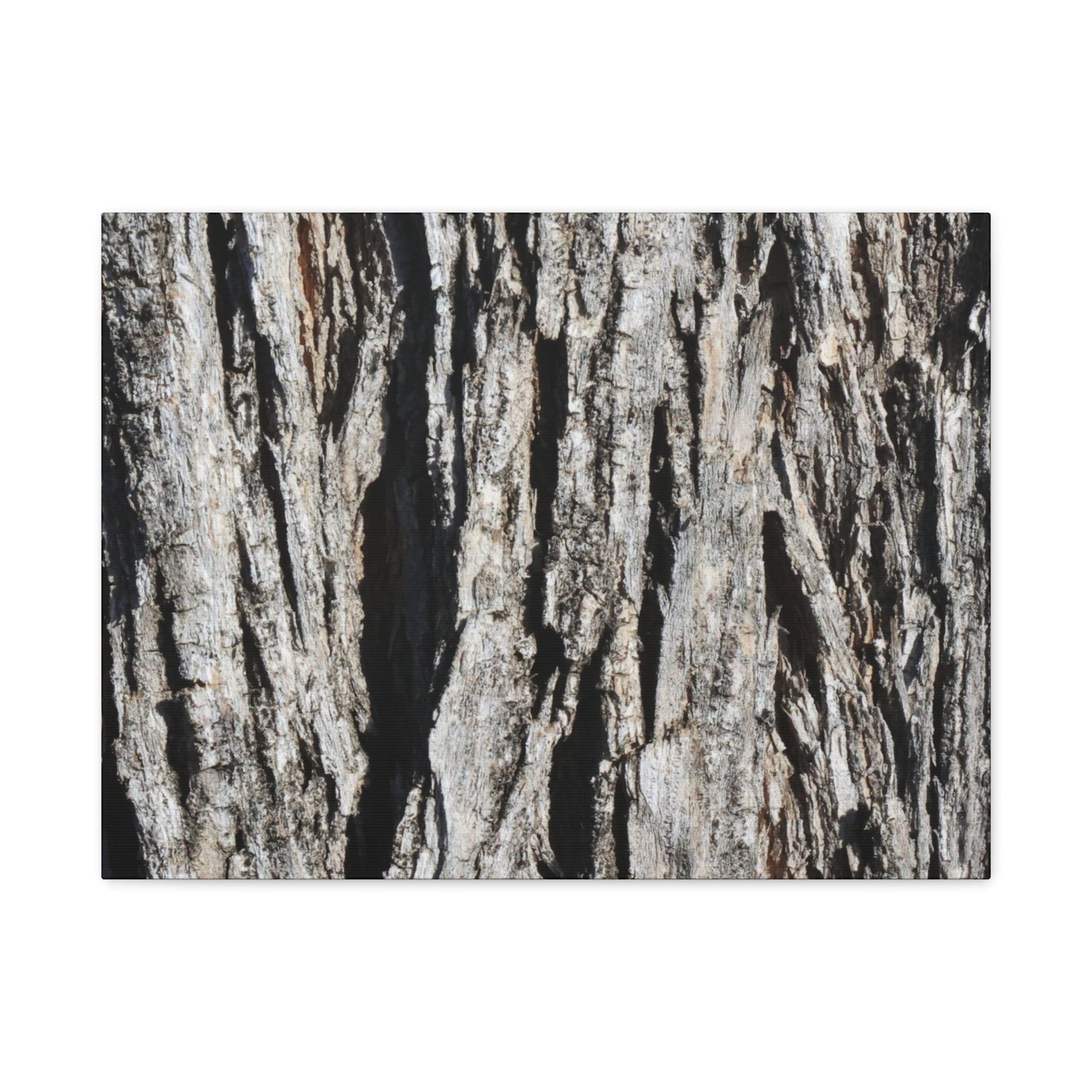 Bark Textures in Monochrome - Unique Frameless Canvas Wall Art - Art By Earth