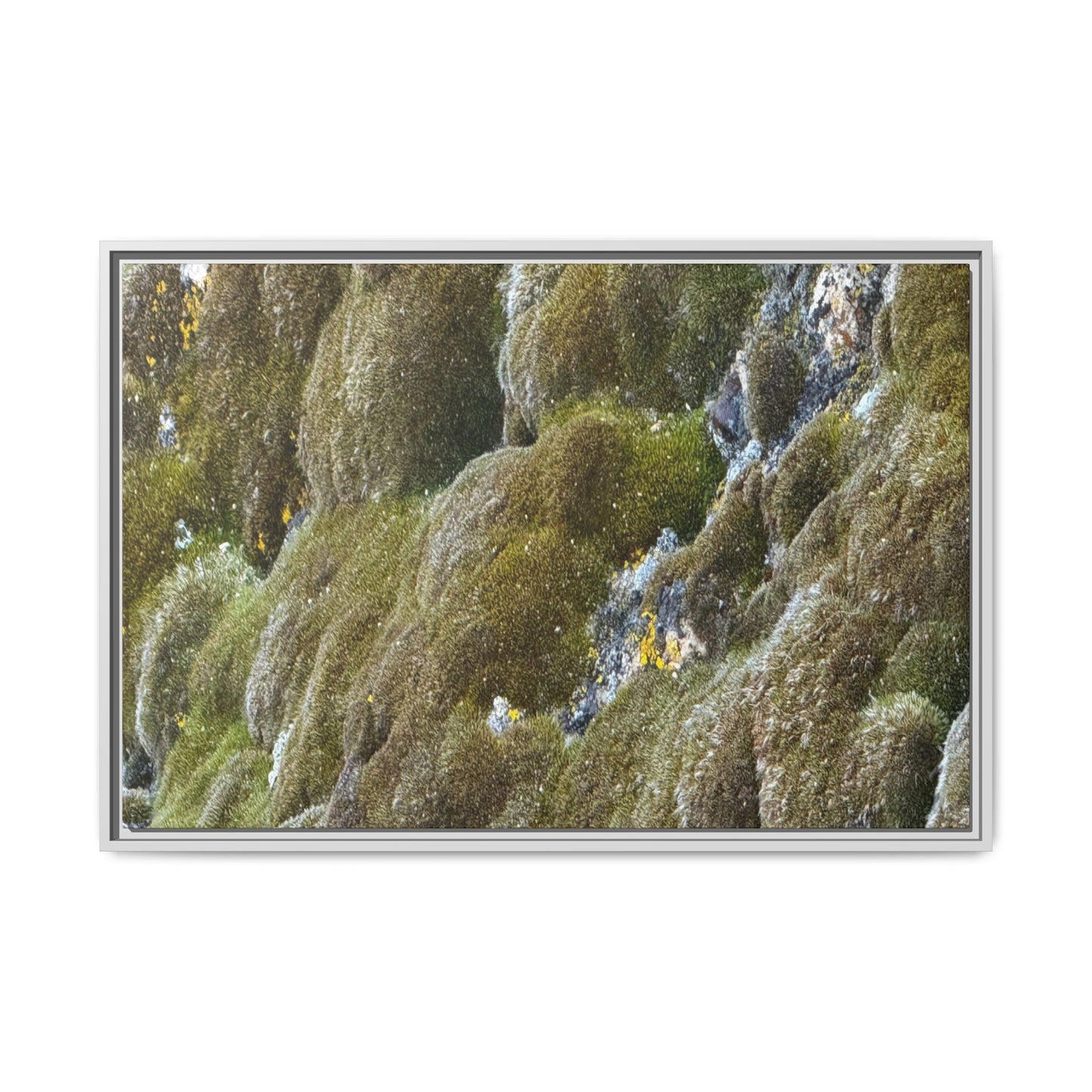 Moss Symphony - Unique Stretched Canvas Wall Art