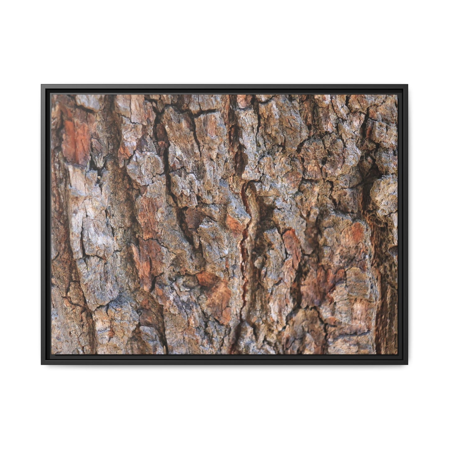 Tree's Timeworn Tale - Unique Stretched Canvas Wall Art - Art By Earth