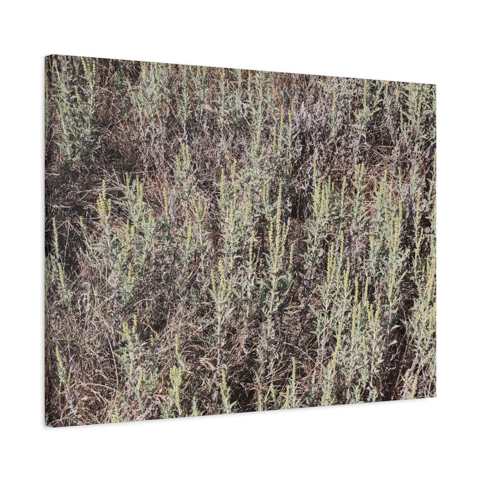 Whispers in the Sage - Unique Stretched Canvas Wall Art - Art By Earth