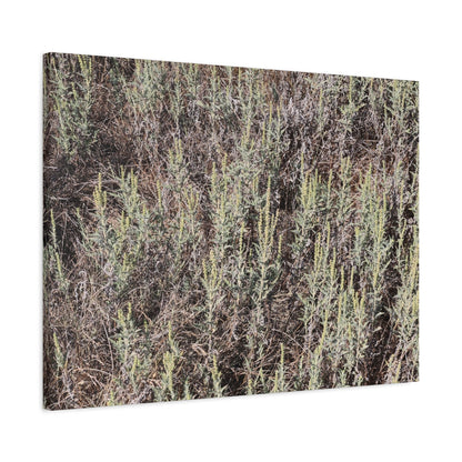 Whispers in the Sage - Unique Stretched Canvas Wall Art - Art By Earth