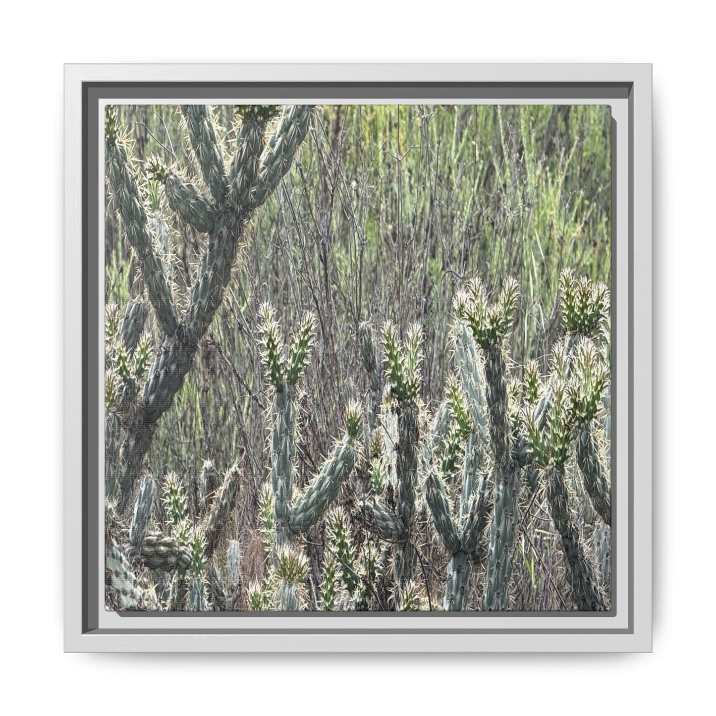 Prickly Paradise - Unique Stretched Canvas Wall Art - Art By Earth
