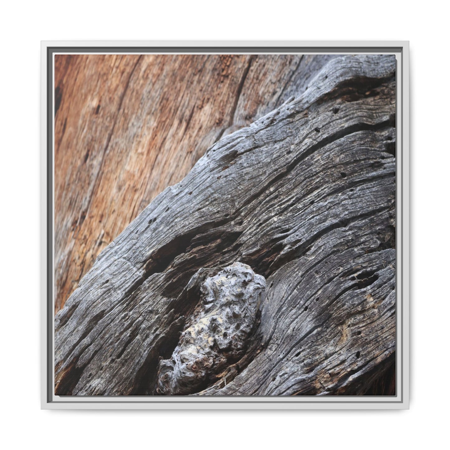 Time's Mark on Timber - Unique Stretched Canvas Wall Art - Art By Earth
