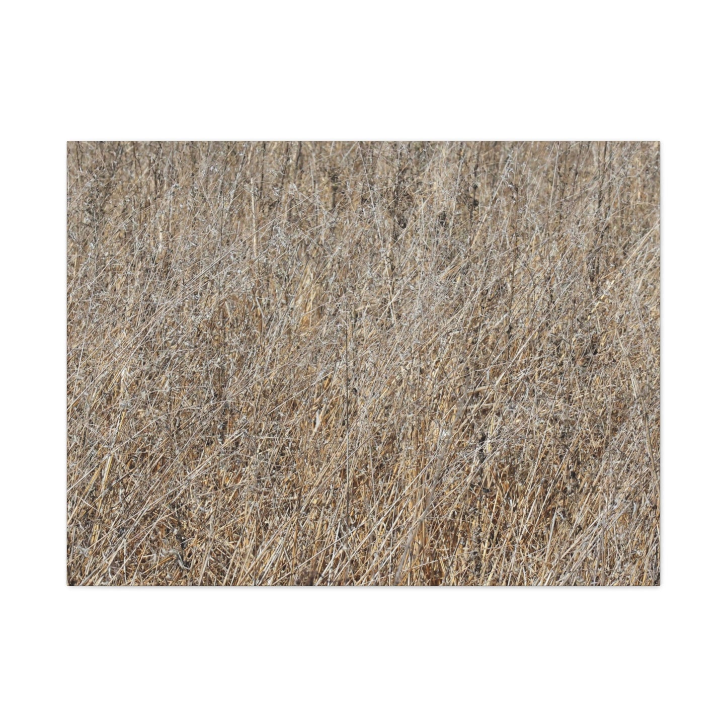 Silent Prairie - Unique Frameless Canvas Wall Art - Art By Earth