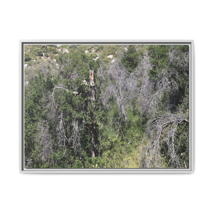 Forest Decline - Unique Stretched Canvas Wall Art