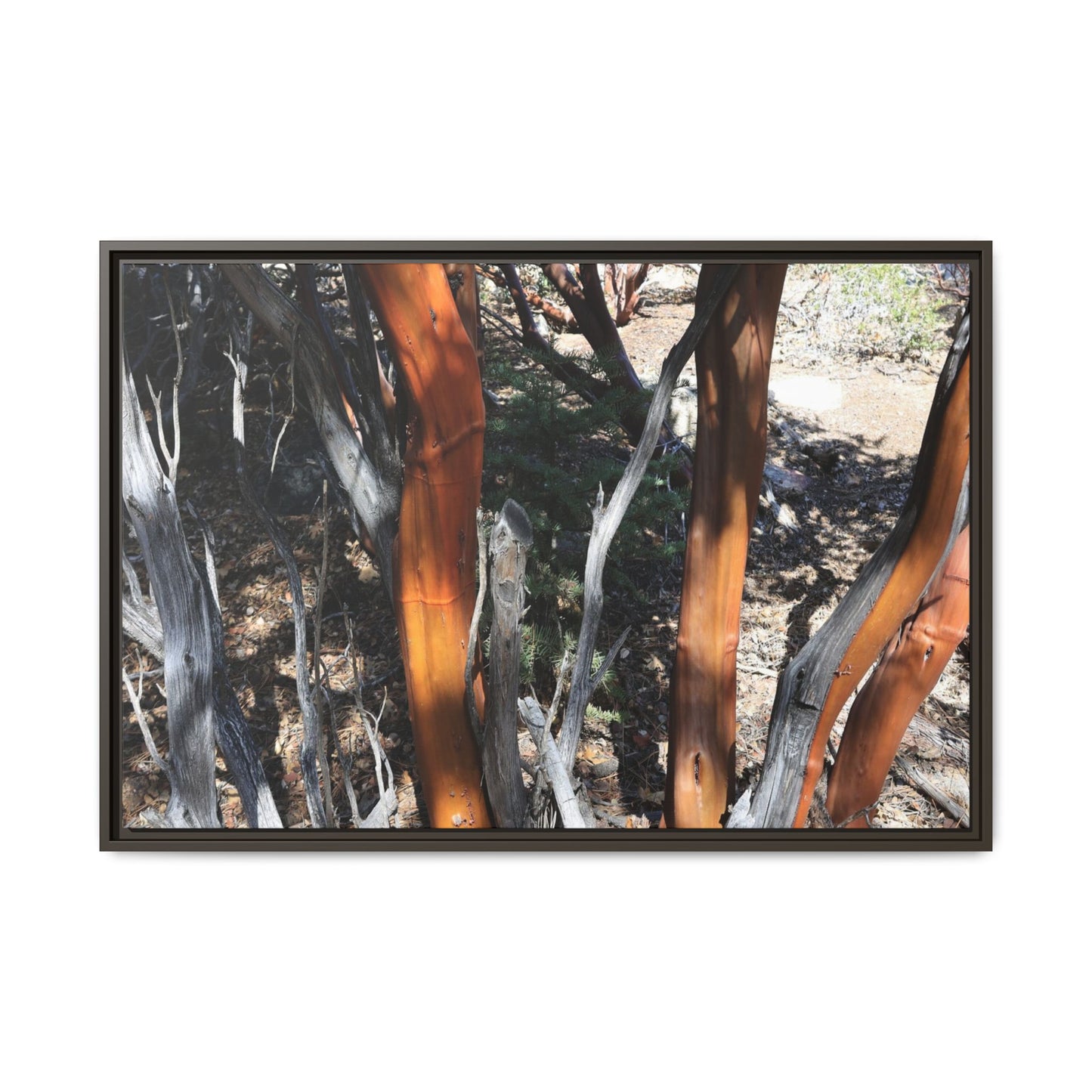 Eucalyptus Grove - Unique Stretched Canvas Wall Art