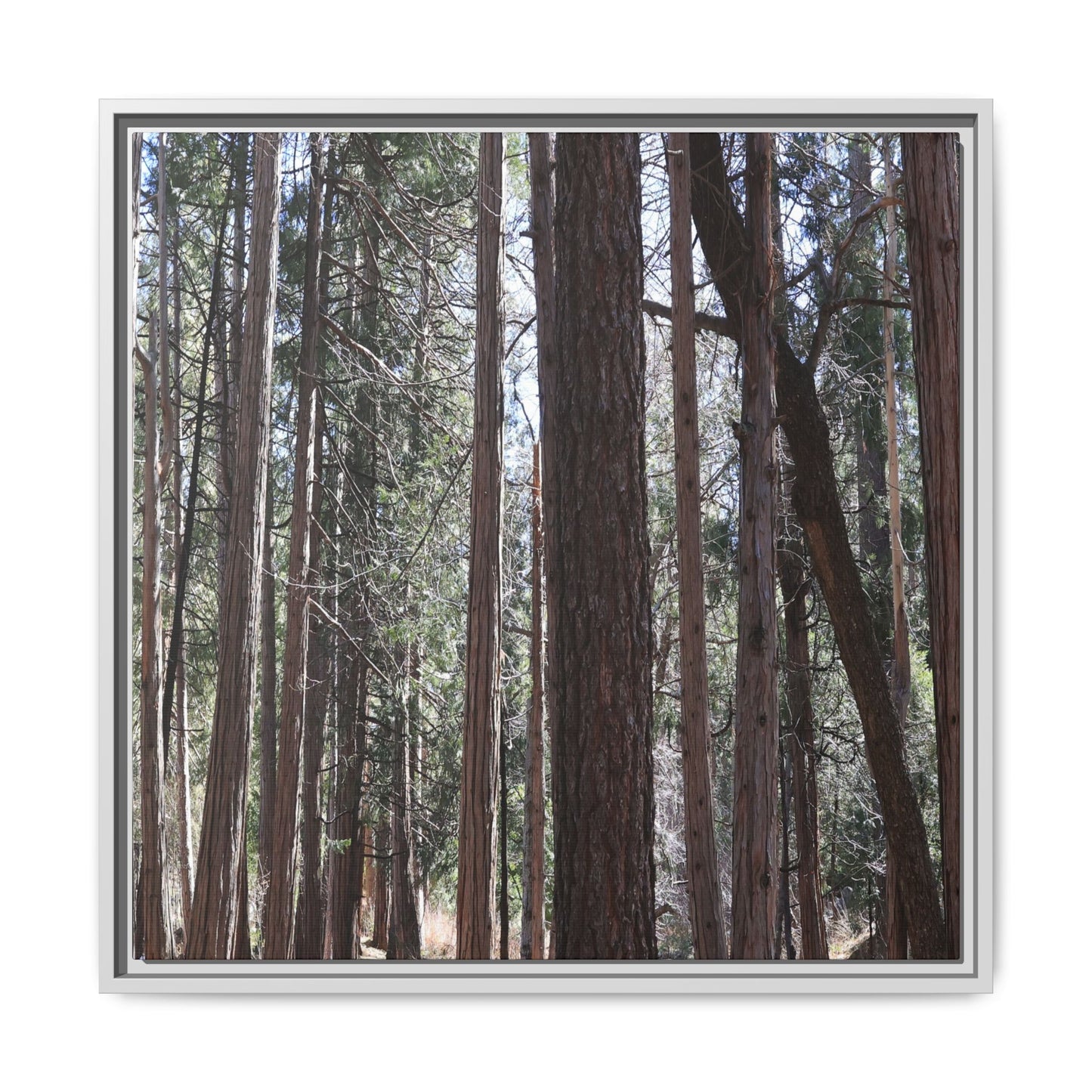 Forest Cathedral - Unique Stretched Canvas Wall Art - Art By Earth