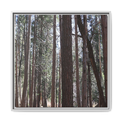 Forest Cathedral - Unique Stretched Canvas Wall Art - Art By Earth