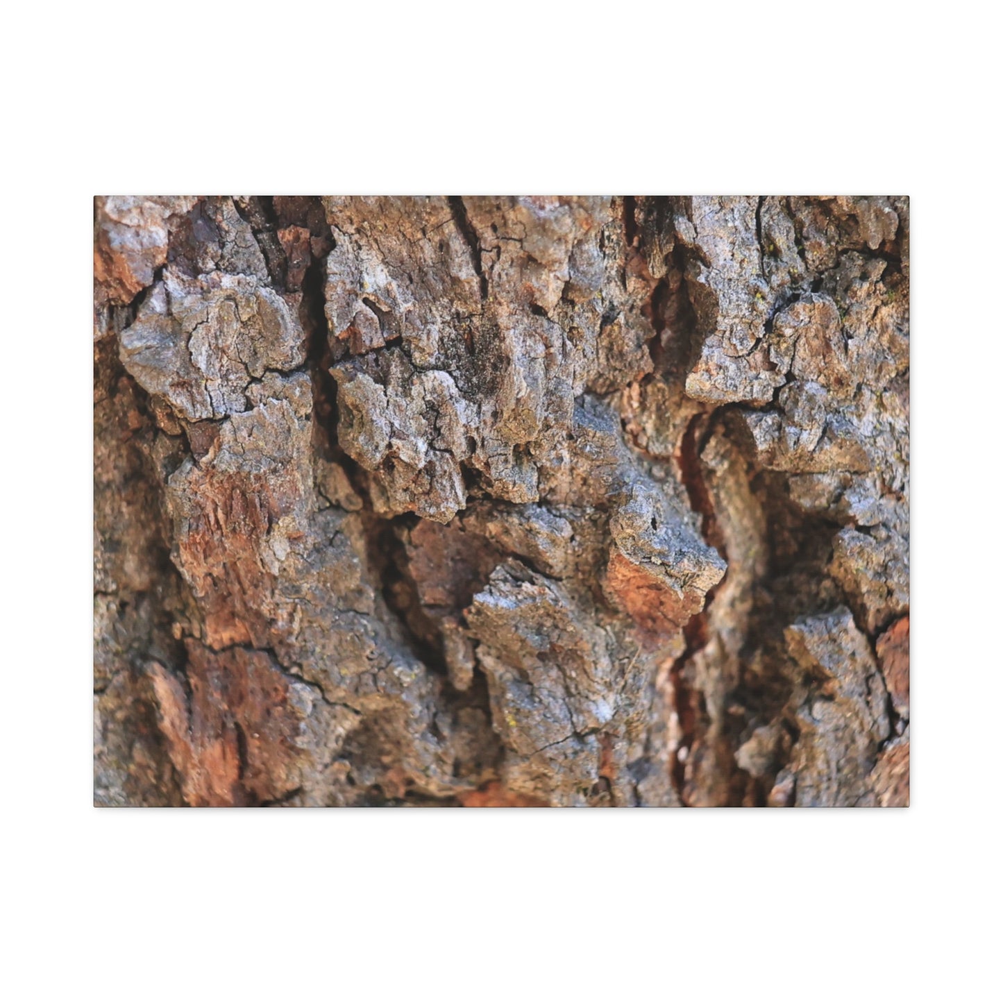 Nature's Skin - Unique Frameless Canvas Wall Art - Art By Earth