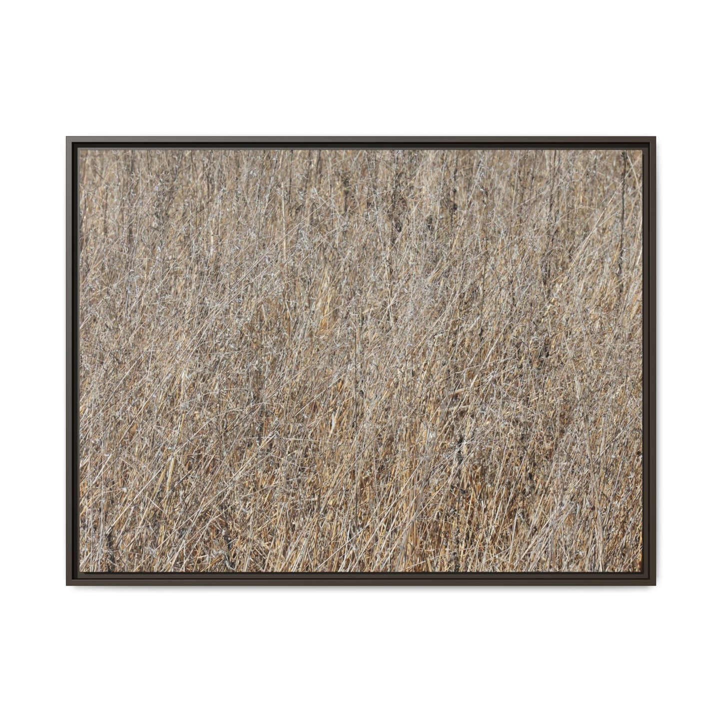 Dry Straw Symphony - Unique Stretched Canvas Wall Art - Art By Earth