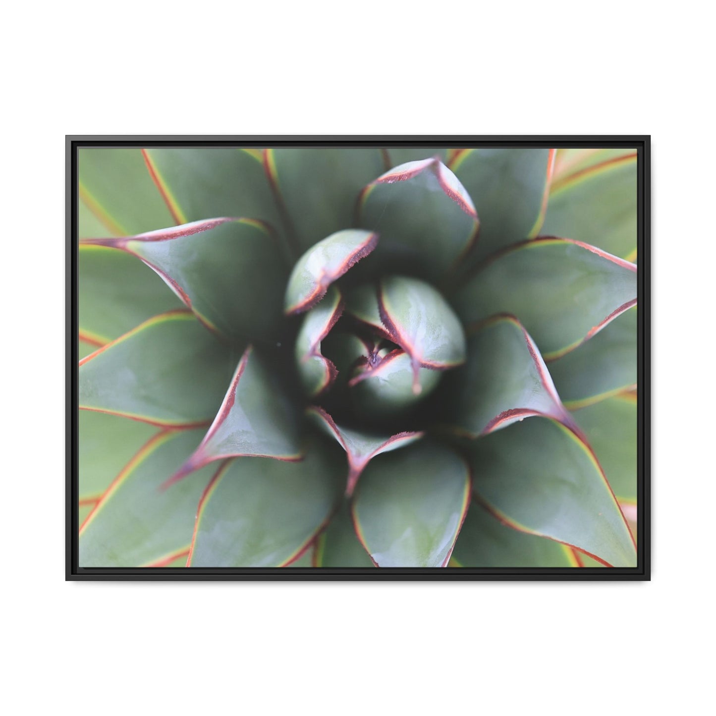 Spiky Elegance - Unique Stretched Canvas Wall Art - Art By Earth