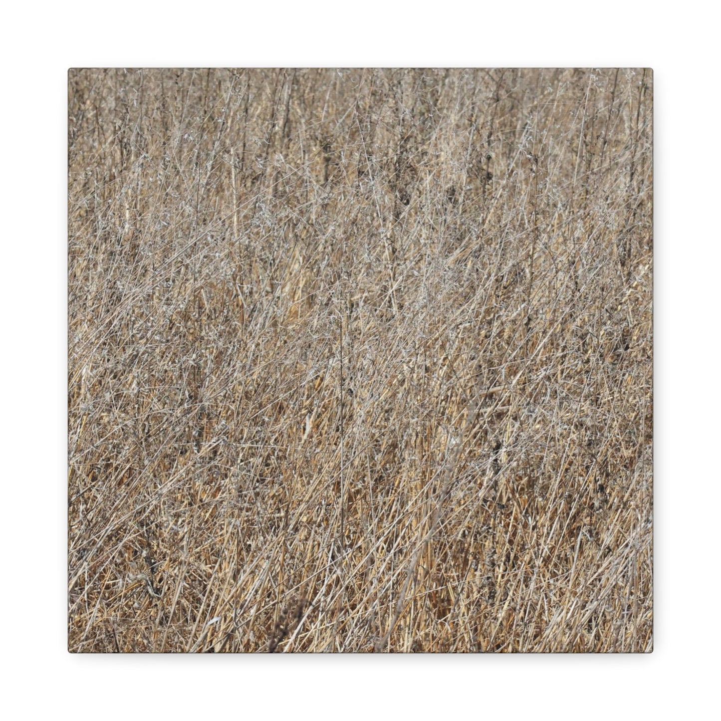 Silent Prairie - Unique Frameless Canvas Wall Art - Art By Earth